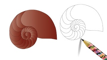 How to Draw a Nautilus Shell - Easy Drawing & Coloring