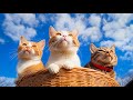 Cat Music: The Most Soothing Music to Help Cats Relax - Cats' Favorite Sounds, Help Cats Sleep Well🎶