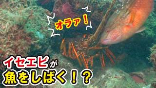 魚を追い払うイセエビが強すぎる…！漁礁に現れたイセエビが近づく魚を次々と撃退！