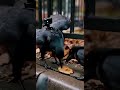 Crow POV  Hidden Treasures in the Streets 🐦‍⬛#shorts  #wildlife#povanimals  #microcamera
