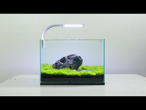 giveaway-alert!!!-simple-mini-iwagumi-with-riccia-fluitans-|-aquascape-mini-tema-iwagumi-moss-riccia