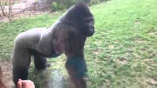 ORIGINAL   When a Silverback attacks  1