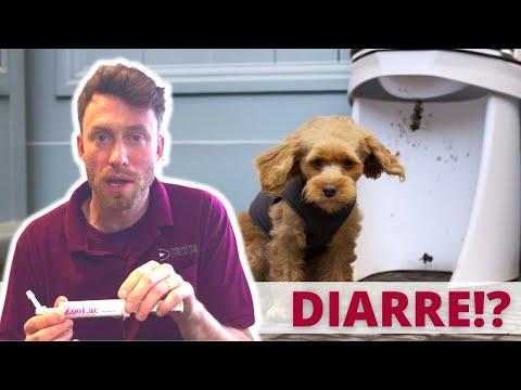 Video: Hvad er diarré hos hunde?