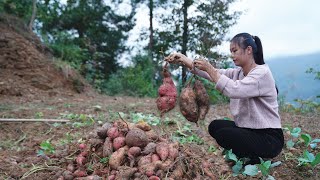 Gems Planted in Weathered Soil - Colorful Sweet Potatoes