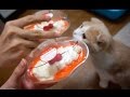 シナモンパンク1歳になりました〜! Bacouple VS Cinnamon's Birthday Party