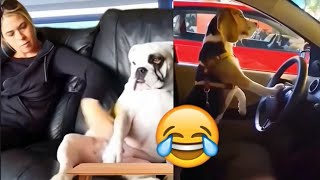 🤣Funny Furry Friends🤣 Best Animal Memes & Moments🤣
