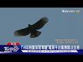 TVBS熊鷹保育專題 電商平台響應關注生態｜TVBS新聞 @TVBSNEWS01