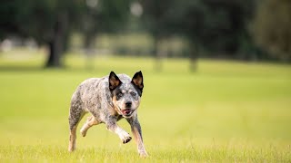 A Day in the Life of an Australian Cattle Dog  A Fun and Educational Video!