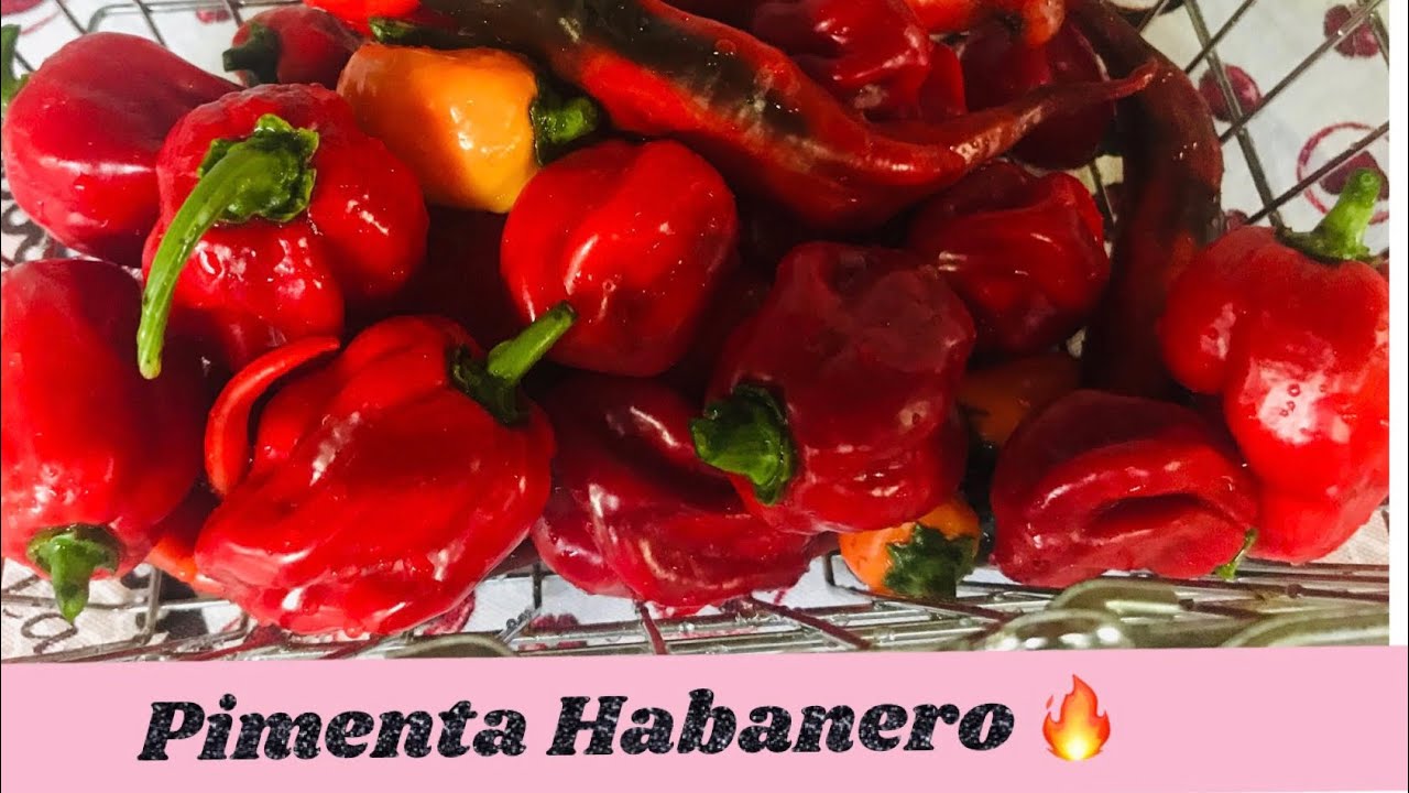 Como fazer CONSERVA BAIANA DA PIMENTA HABANERO VERMELHA 🔥🌶🔥🌶🔥🌶🔥🌶🔥🌶