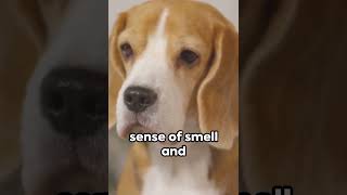 What Dog Group is a Beagle #dog #beagle #funny