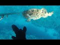 【魚突き】奄美大島 マダラハタ11kg 2020年6月1日