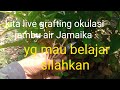 @teguhbibitrejowinangun2666 hari ini kita grafting okulasi jambu air Jamaika bozku