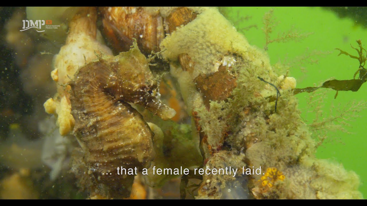 Seahorse seeks shelter YouTube