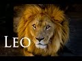 All about Leo with astrologer Michele knight