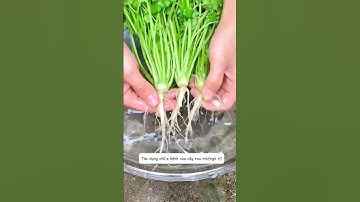 Tác dụng chữa bệnh tuyệt vời từ cây Rau Mùi ( Ngò Rí) nhà mình lưu lại nha #baithuochay #thuốcnam