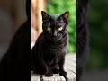 Black cat #shortvideo #cat #turkishcat #shortsfeed #shortsfeed #shortsviral #subscribe
