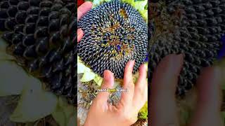 Ternyata Kuaci Berasal Dari Bunga Matahari #shrots #feedshorts #fyp