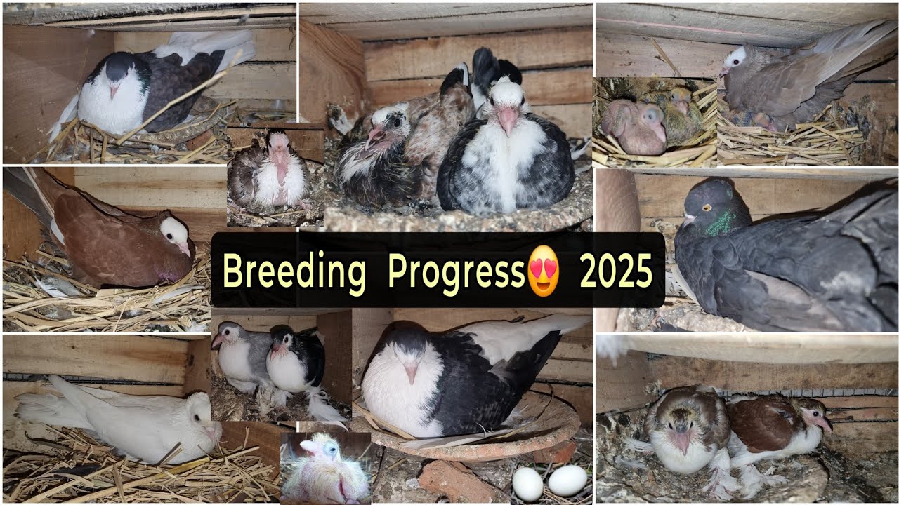 Pigeon🕊 Breeding Progress 🥵 2025 || Mere Ghar Ke Kabutar ke bacchon ka karlo Shauk 😍