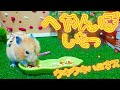 【ハムスター】ハム子初めてのハーネスをつけてお散歩を楽しむ…の巻っ！！Hamster taking his first walk.