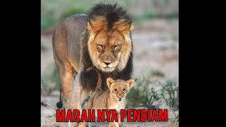 story wa macan putih, marah nya pendiam