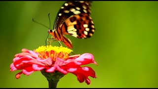 colorful butterfly wallpaper - flower wallpaper screenshot 5