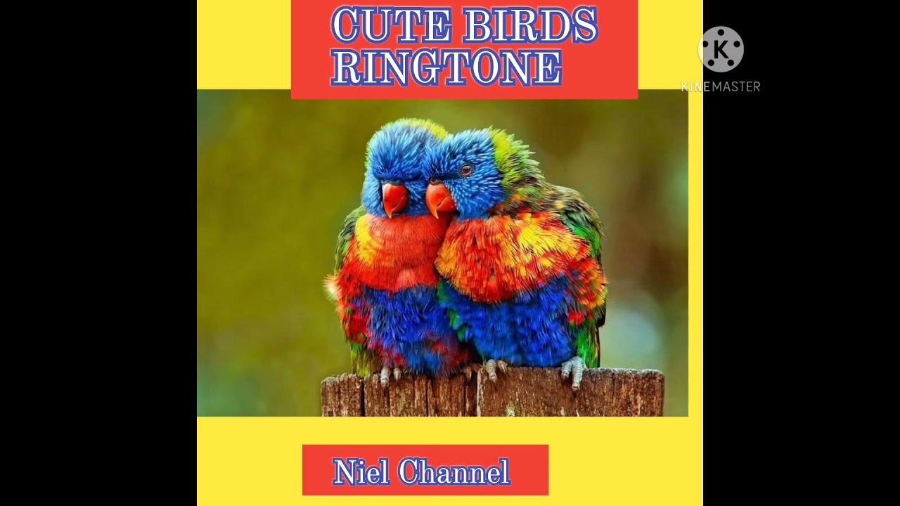 RINGTONE|CUTE BIRD RINGTONE|BIRD MOBILE RINGTONE|TONO DE LLAMADA