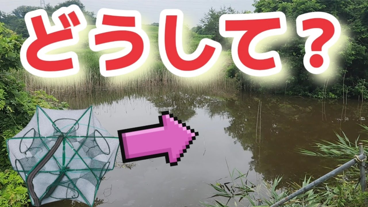 I set a trap in a swamp teeming with invasive species and you won