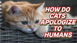 How Cats Apologize To Their Humans | Cat Facts |