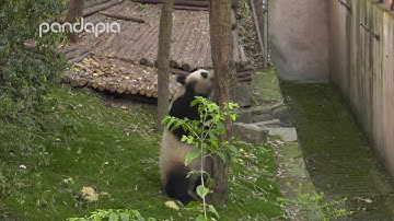 How do pandas climb trees?