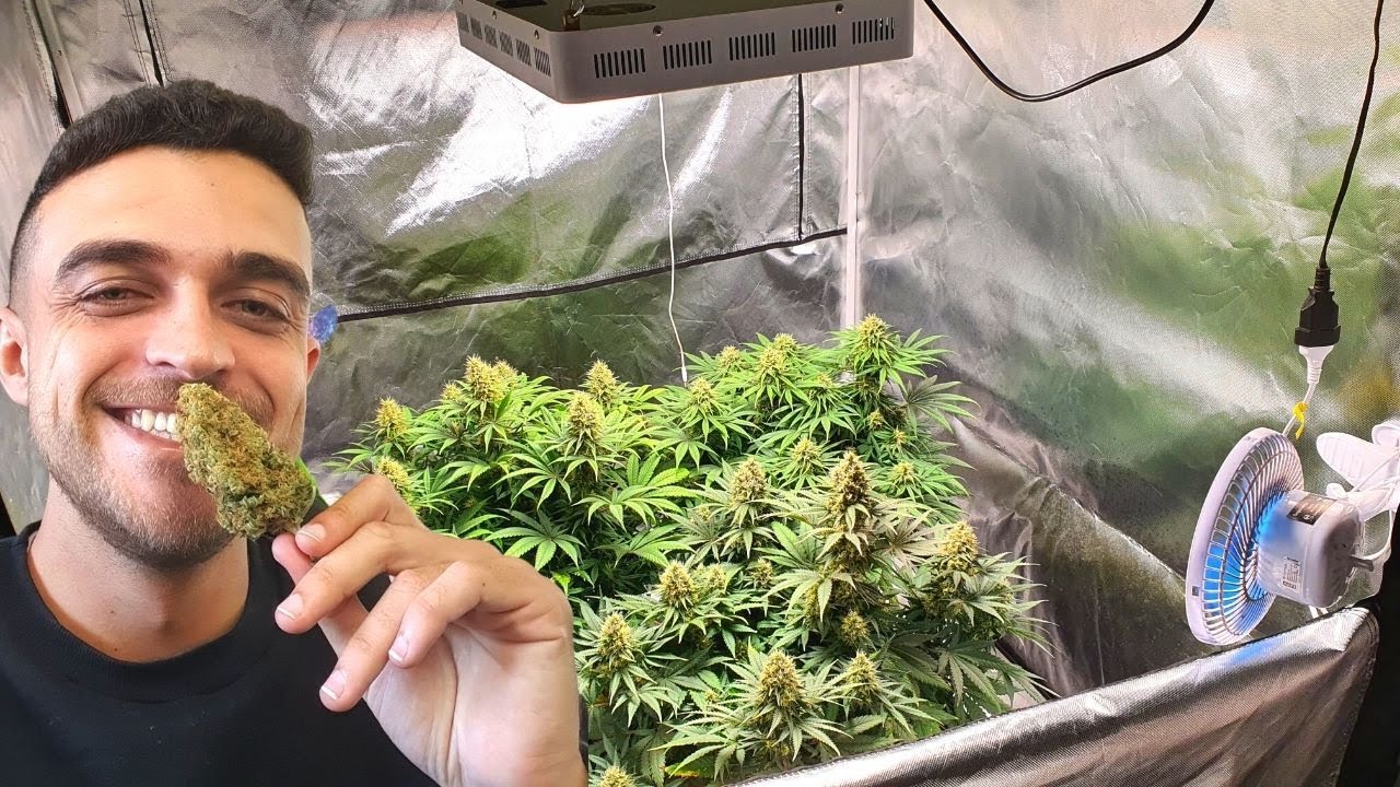 É preciso ter todos os equipamentos, para começar seu cultivo indoor?