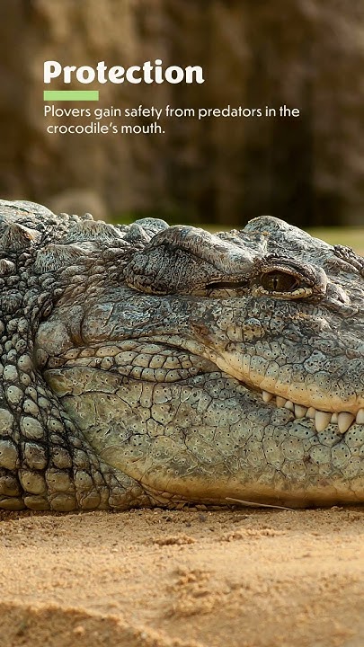 Plover Bird's Brave Task: Cleaning Crocodile Teeth in the Wild #birds #