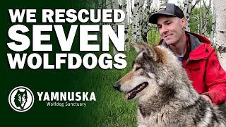 How Did We Rescue SEVEN Wolfdogs?! The Lucky 7 Rescue Mission at Yamnuska Wolfdog Sanctuary