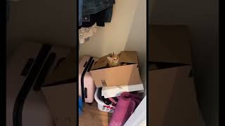 Orange Cat Compilation Doing Crazy Things