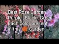 ROSE GARDEN OOTY Tamil Nadu/GOVERNMENT/ Blue, black, purple गाजरी, प्याजी color each color present