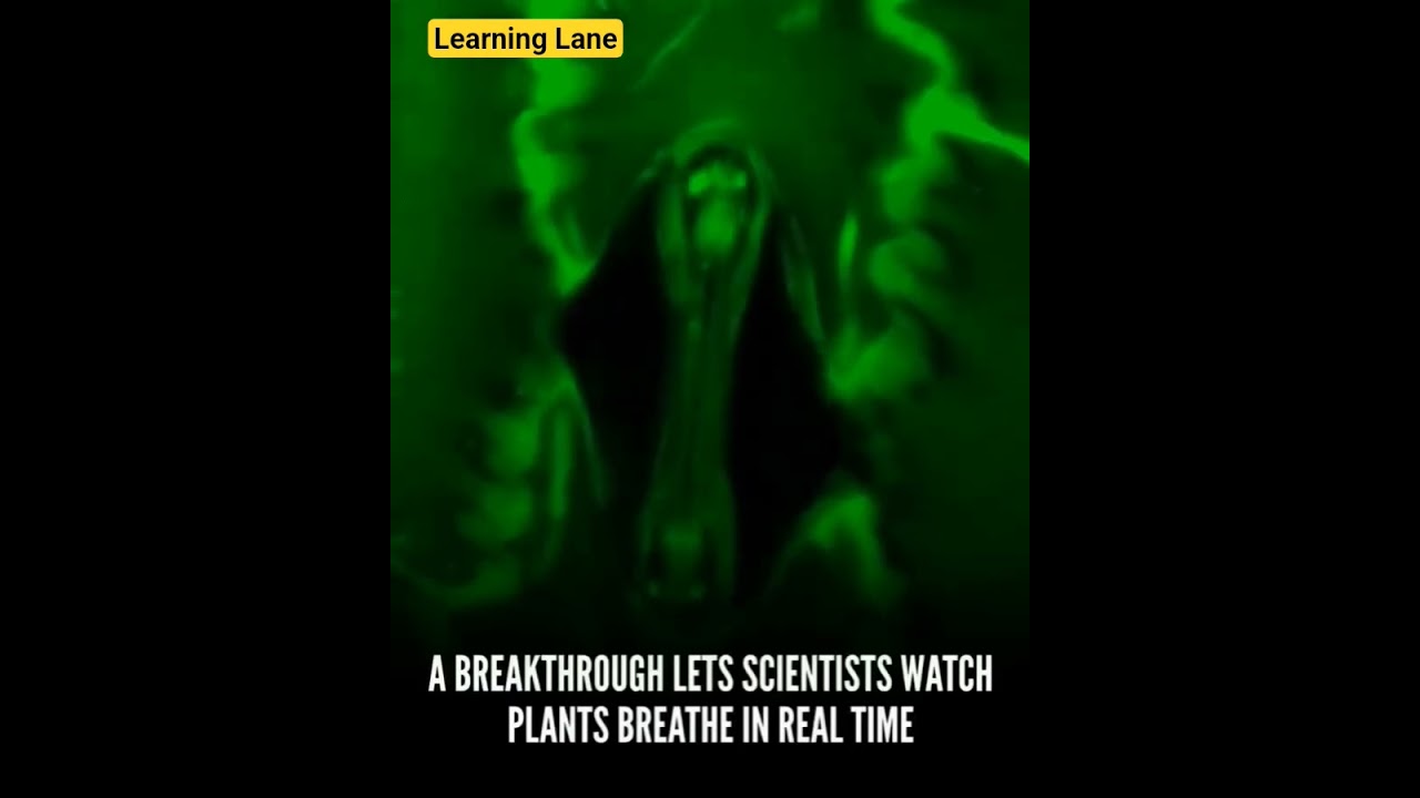 Scientists Finally Watched Plants Breathe 😱 (Real-Time Discovery) 