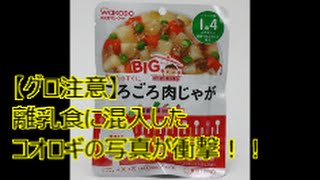 【証拠写真!】ママさん見て!コオロギが混入した和光堂の離乳食!!