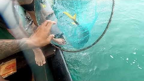 Câu Cá Vầu (vàng áng) |Cá Chim Biển| Đảo Hòn 9 |phần 1| buổi đầu đi Săn Cá To