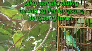 pikat cucak ranting gacor yg liar langsung turun, Tarung cocok untuk masteran juga mikat