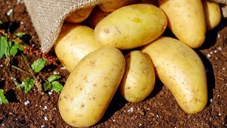 10 Benefits of Potatoes | Health And Nutrition