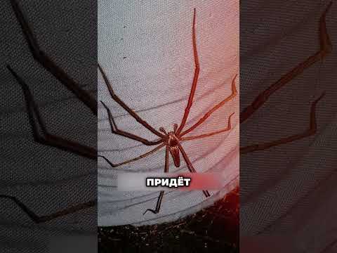 Почему ни в коем случае нельзя давить паука 😨