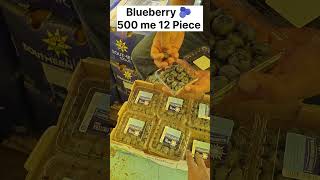 blueberry box 12pcs in only 500 rs in azadpur mandi delhi
