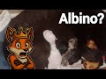 Um dos gatinhos nasceu Albino!! Como assim?