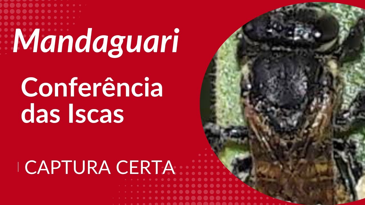  🐝 🐝  Temporada boa e muitas Capturas #jatai #Mandaguari #manbucao#Borá #floresta 