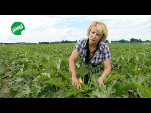 Video: Courgette - Landbouwtechnologie En Variëteiten