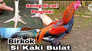 Birkok Si Kaki Bulat idaman