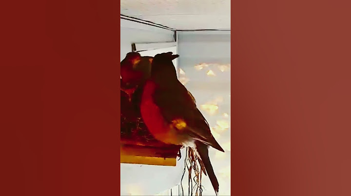 Watch as they care for their eggs https://www.youtube.com/live/BTSmQm7WhNA