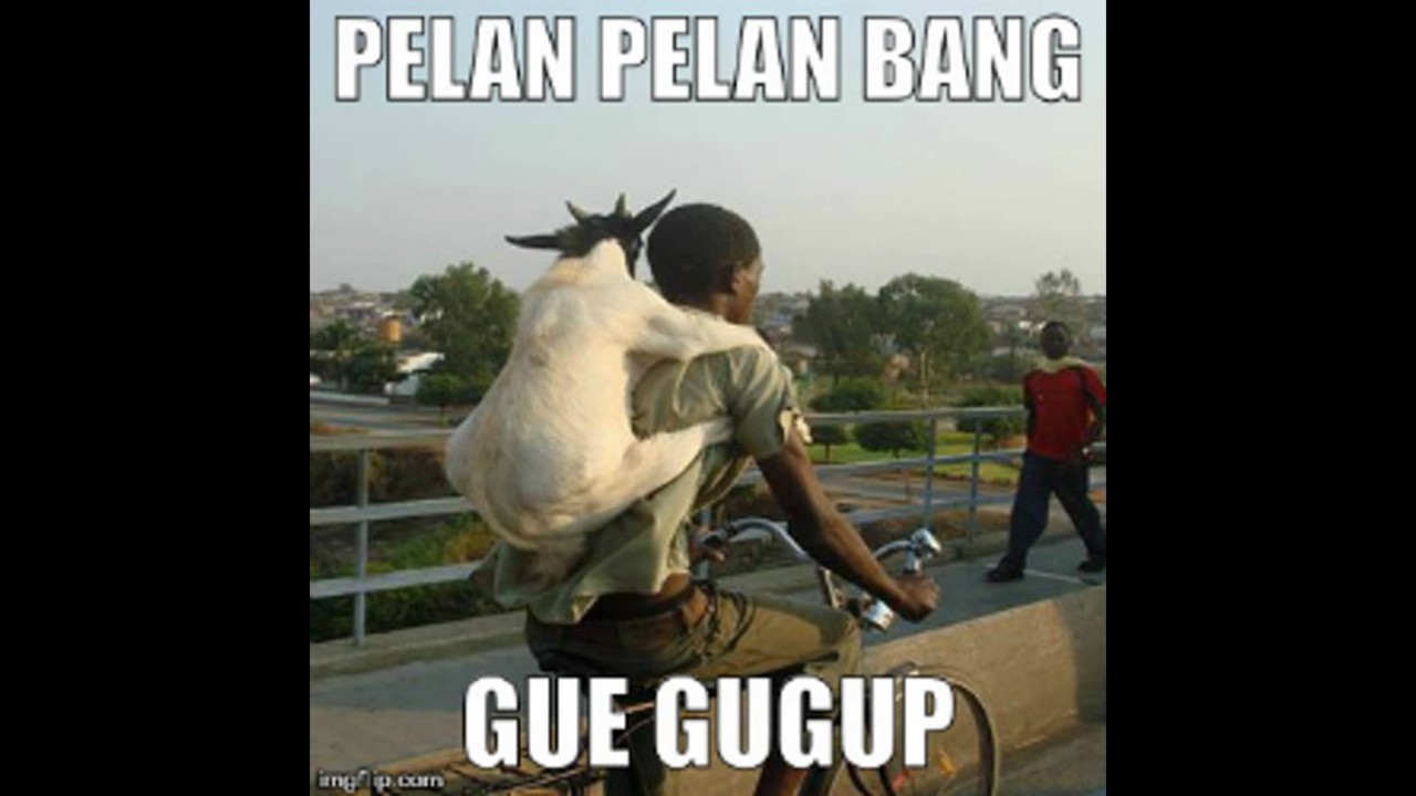 Gambar Meme Lucu Binatang Top Meme