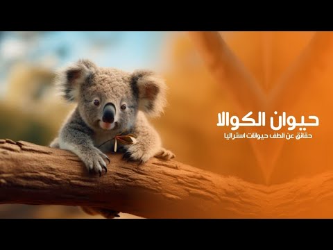 حيوان دب الكوالا أغرب حقائق مثيرة ومذهلة عن ألطف حيوانات استراليا كويست عربية Quest Arabiya