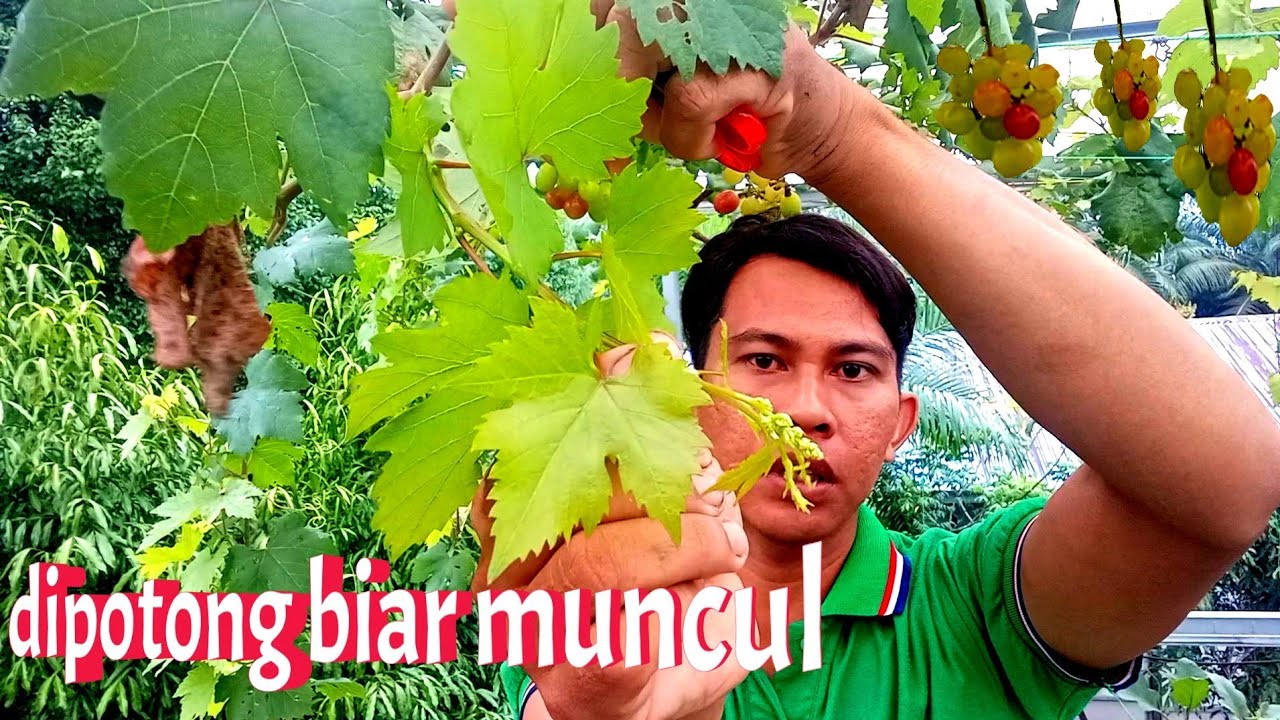 cara pembuahan bertingkat anggur everest