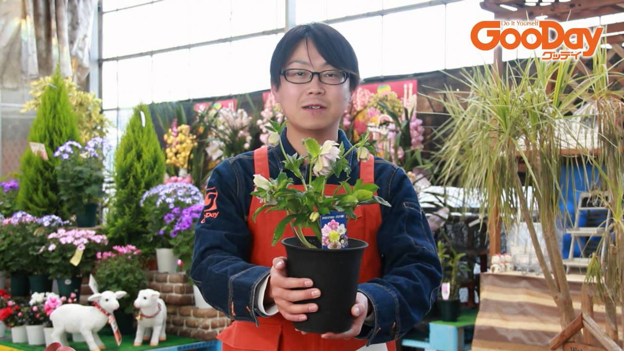 クリスマスローズの植え付け Youtube